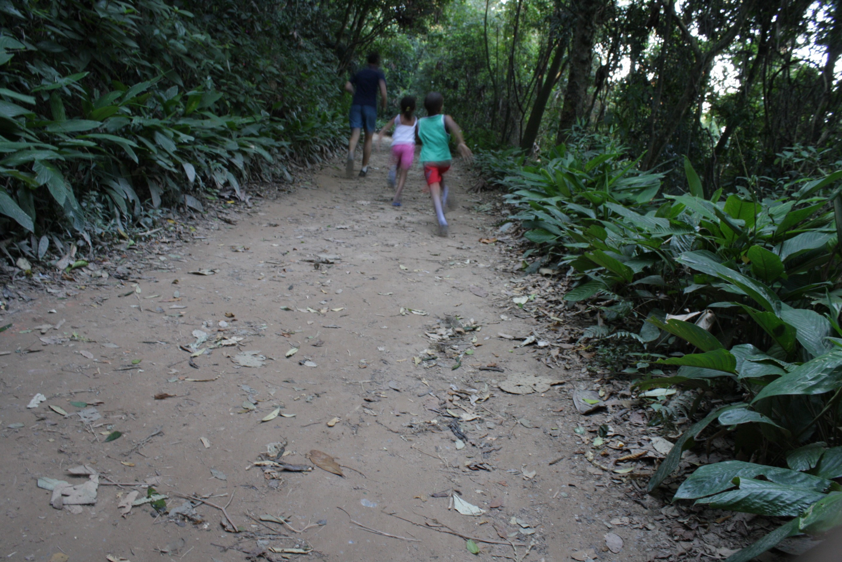 ../../_photos/trilha-da-mata.jpg