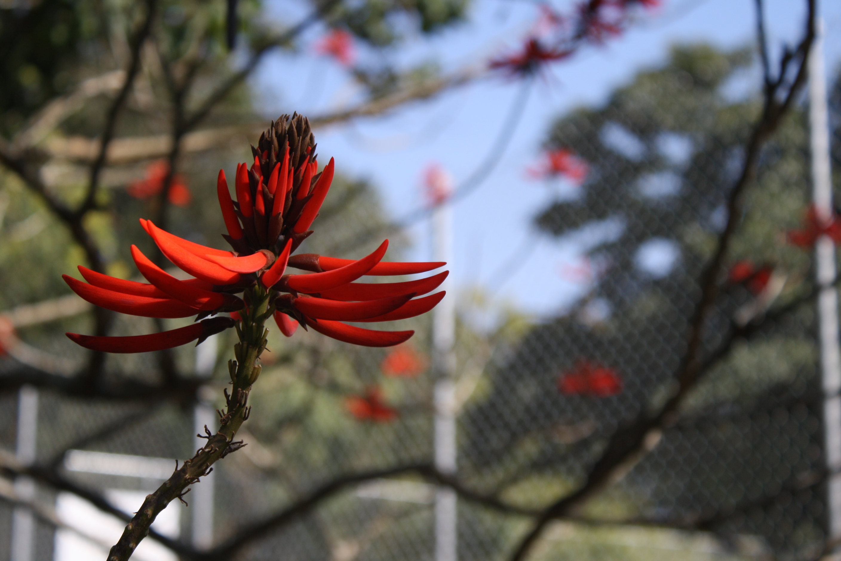 ../../_photos/vermelho.jpg